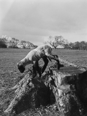 LAMB ON TREE STUMP